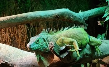 National Zoo & Aquarium