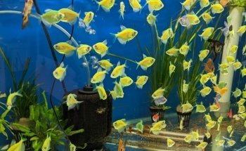 M&J Aquarium