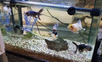 M&J Aquarium