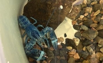 Homarus Centre