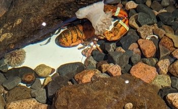 Homarus Centre