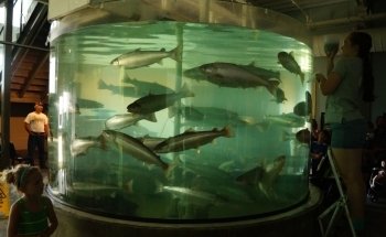 Centro de Ciencias Marinas Huntsman | Acuario de Descubrimiento Fundy