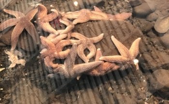 Huntsman Marine Science Centre | Fundy Discovery Aquarium