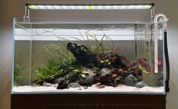 Rad Aquatic Design Inc