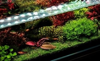 Rad Aquatic Design Inc