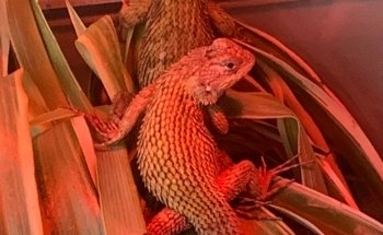 Atlantic Aquarium & Pet Supplies