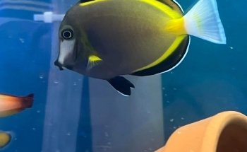 Atlantic Aquarium & Pet Supplies