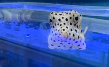 Atlantic Aquarium & Pet Supplies