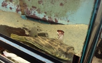 Francos Aquariums