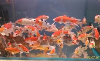 Francos Aquariums