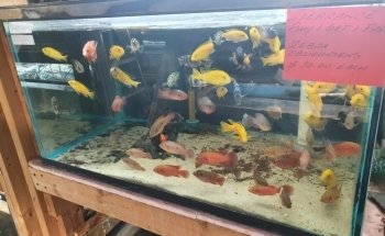 Francos Aquariums