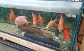 Francos Aquariums