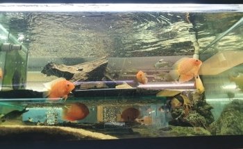 Francos Aquariums