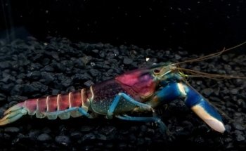 Killick Coast Aquarium