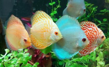 Killick Coast Aquarium