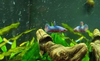 Killick Coast Aquarium