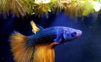 Killick Coast Aquarium
