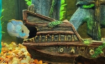 Killick Coast Aquarium