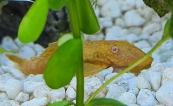 Killick Coast Aquarium
