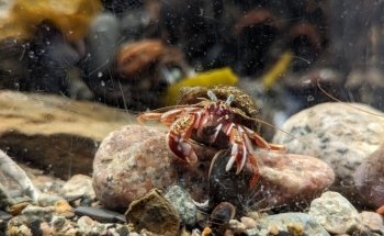 Petty Harbour Mini Aquarium