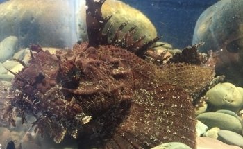Petty Harbour Mini Aquarium