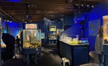 Petty Harbour Mini Aquarium