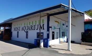 Petty Harbour Mini Aquarium