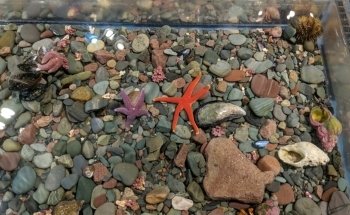 Petty Harbour Mini Aquarium