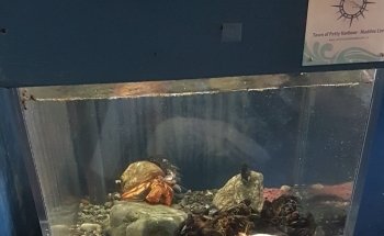 Petty Harbour Mini Aquarium