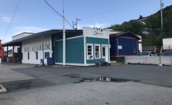 Petty Harbour Mini Aquarium