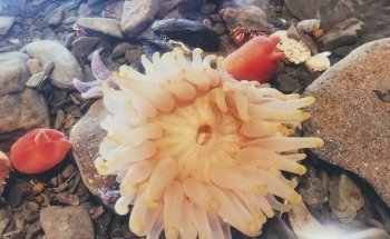 Champney's West Aquarium