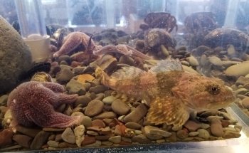 Champney's West Aquarium