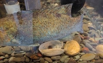 Champney's West Aquarium