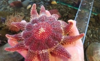 Champney's West Aquarium