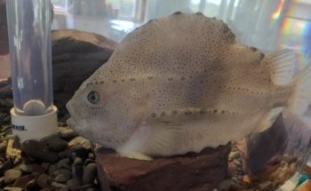 Champney's West Aquarium