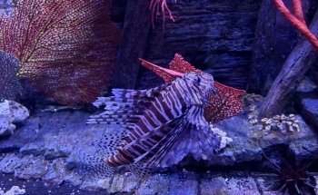 SEA LIFE Sunshine Coast Aquarium
