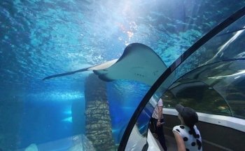 SEA LIFE Sunshine Coast Aquarium