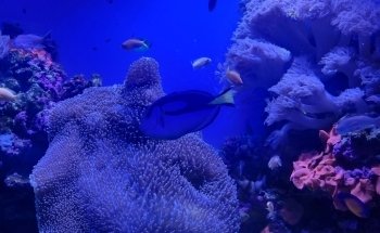 SEA LIFE Sunshine Coast Aquarium