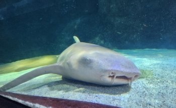 SEA LIFE Sunshine Coast Aquarium