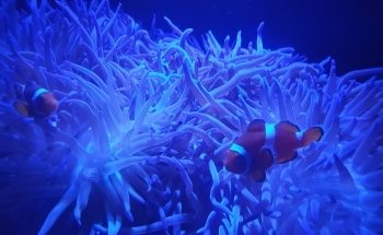 SEA LIFE Sunshine Coast Aquarium