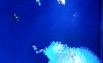 SEA LIFE Sunshine Coast Aquarium