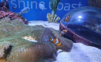 SEA LIFE Sunshine Coast Aquarium