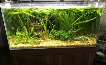 Aquarium Service Toronto