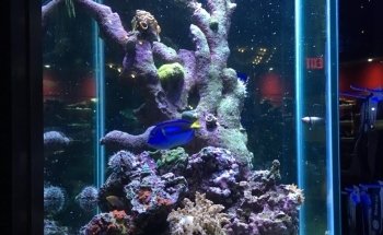 Aquarium Service Toronto
