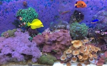 Servicio de Acuario Toronto