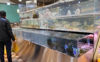 Aquarium Service Toronto