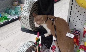 Ruffin's Pet Centres Toronto