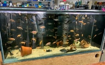 L'entrepôt de l'aquarium usagé