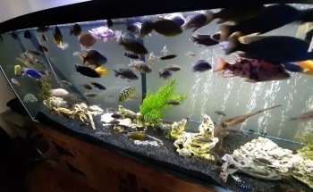 L'entrepôt de l'aquarium usagé