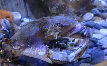 TidePools Aquarium